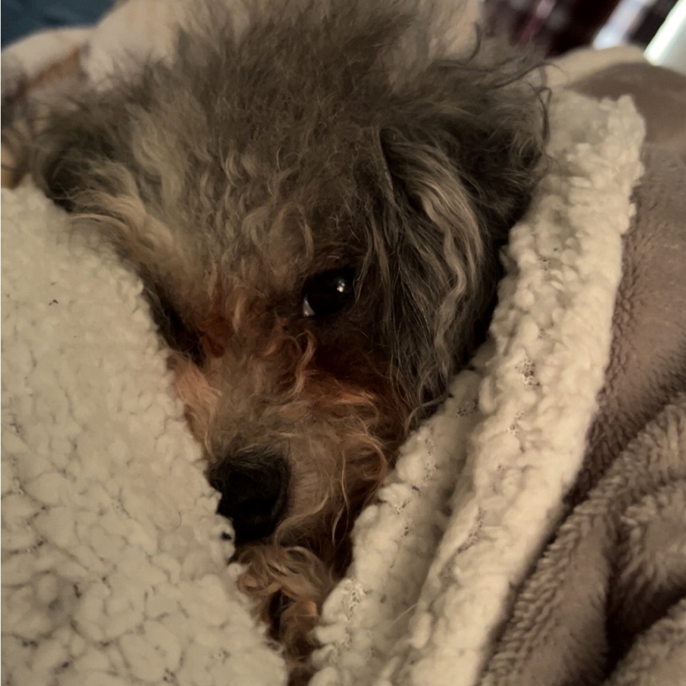 Meet your Posher, Maggie